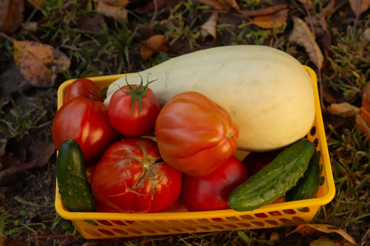 Autumn Pantry Cooking: Recipes Using Late-Season British Produce